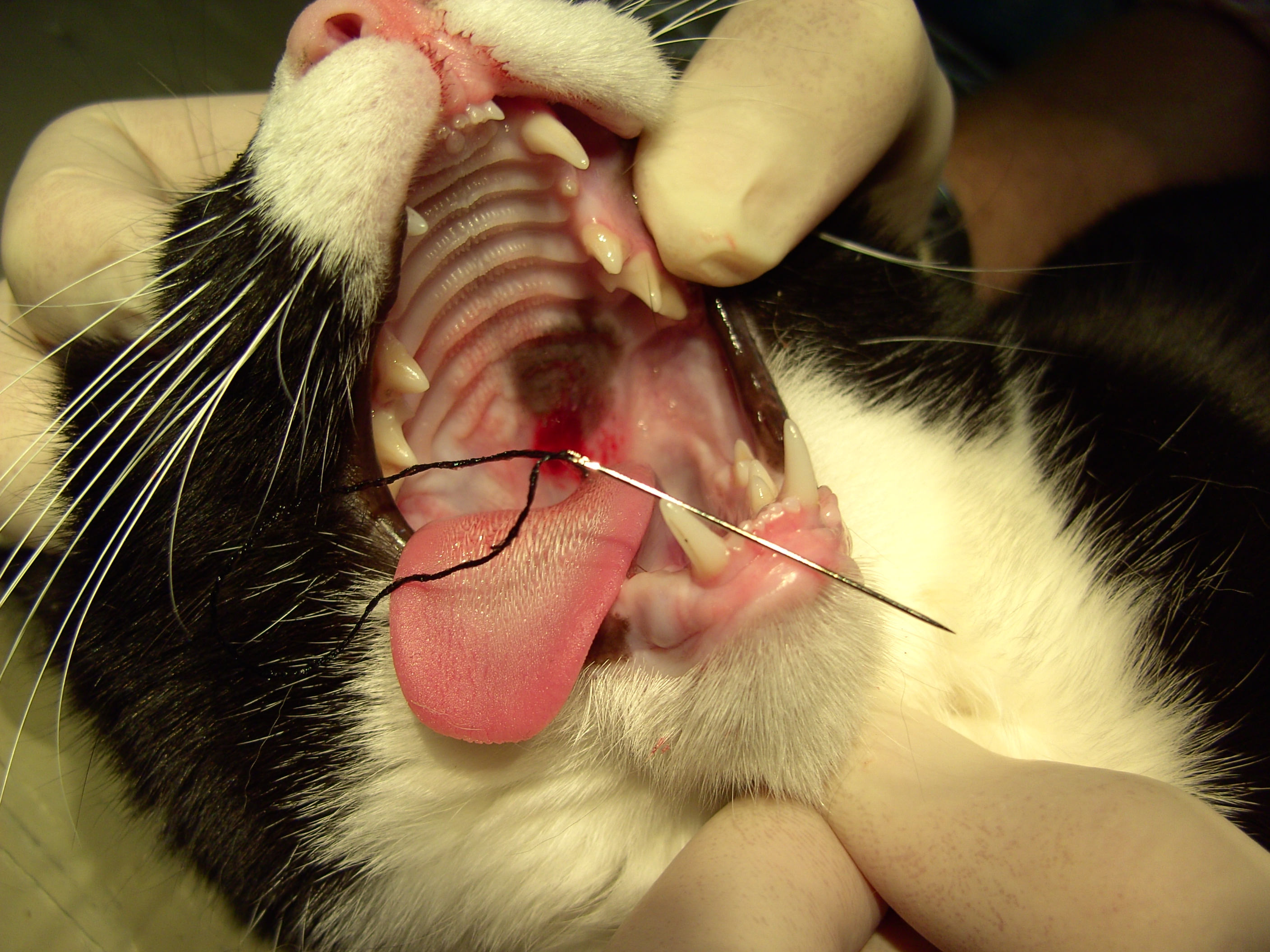 kat naald van doorn 015 4